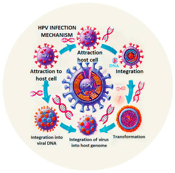 🧬 Understanding HPV: The Silent Threat to Women's Health
